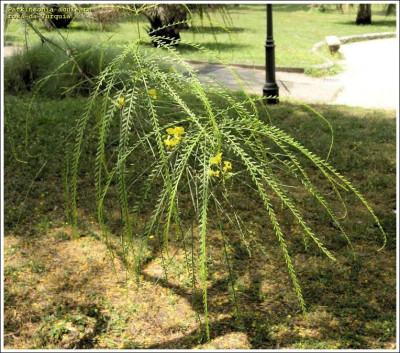 PARKINSONIA ACULEATA - Salcam cu frunze lungi - 5 seminte pentru semanat foto