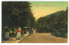 3085 - SINAIA, Prahova, Park, Romania - old postcard - unused, Necirculata, Printata