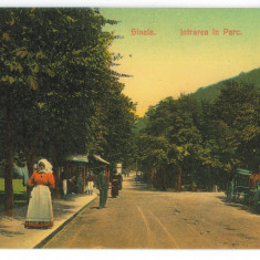 3085 - SINAIA, Prahova, Park, Romania - old postcard - unused