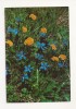 F4 - Carte Postala - Flori, circulata
