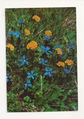 F4 - Carte Postala - Flori, circulata foto