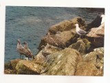 FA112 -Carte Postala- FRANTA - Oiseaux de Bretagne, circulata 1972