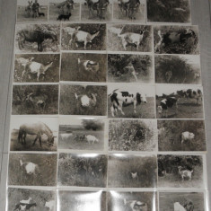 lot 50 fotografii,poze,fotografie alb negru peisaj rural,capre,vaci,cai,cioban