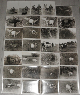 lot 50 fotografii,poze,fotografie alb negru peisaj rural,capre,vaci,cai,cioban foto