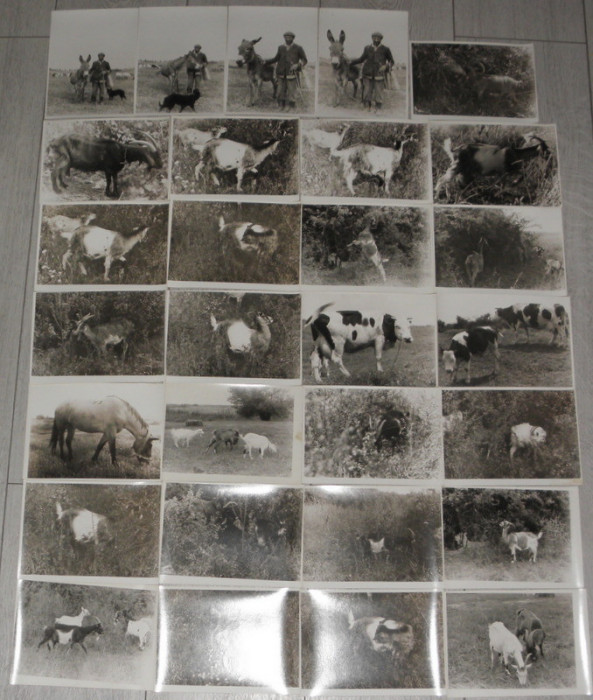 lot 50 fotografii,poze,fotografie alb negru peisaj rural,capre,vaci,cai,cioban