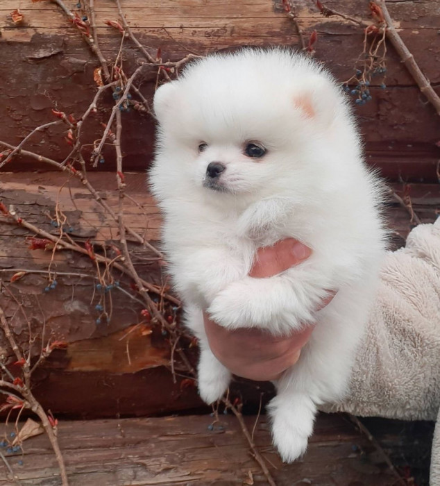 Pomeranian Alb