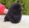 Catelusi pomeranian alb-negru