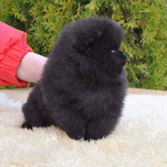 catelusi pomeranian alb-negru