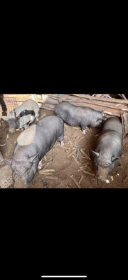 Porci vietnamezi foto