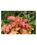 Planta Heuchera Autumn Orange &ndash; Frunziș spectaculos &icirc;n nuanțe calde de toamnă Ghiveci: 12 cm, Oem