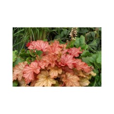 Planta Heuchera Autumn Orange &ndash; Frunziș spectaculos &icirc;n nuanțe calde de toamnă Ghiveci: 12 cm