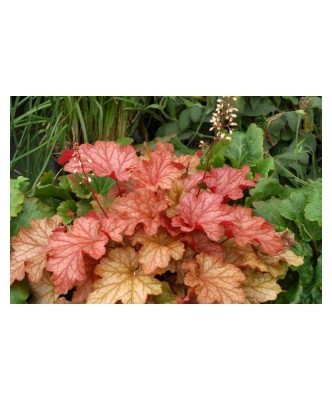 Planta Heuchera Autumn Orange &amp;ndash; Frunziș spectaculos &amp;icirc;n nuanțe calde de toamnă Ghiveci: 12 cm foto