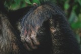 Tablou Canvas, "M&acirc;na odihnită &icirc;n liniștea junglei", Simian, Păr, M&acirc;nă, Detaliu, Natură, Textură, Blană, Primate, Verdeață, Natural., 39 x 26 cm, CMCLA