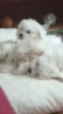 Cătei bichon. 8 săptăm&acirc;ni