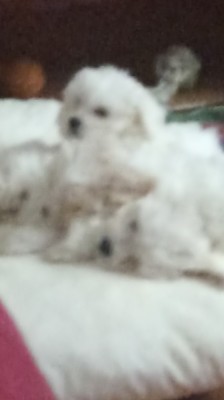 Cătei bichon. 8 săptăm&amp;acirc;ni foto