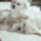 Cătei bichon. 8 săptăm&acirc;ni