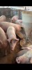 Porci Marele Alb si Duroc