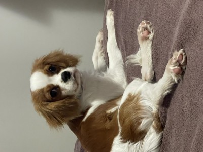 Cavalier King Charles foto