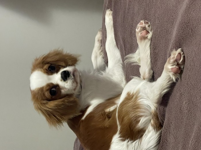 Cavalier King Charles