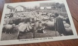 Carte Postala - Cioban cu oile