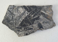 Plante fosile Jurasic