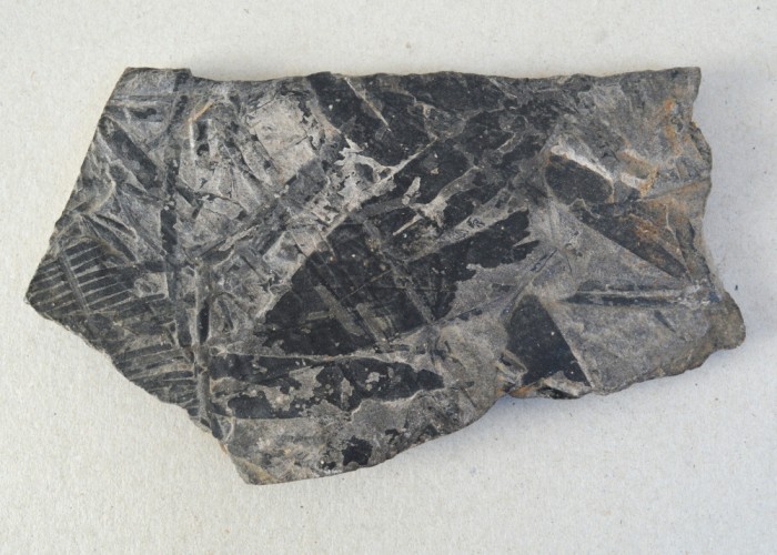 Plante fosile Jurasic
