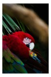 Tablou Canvas, "Papagal odihnindu-se &icirc;n verdele tropical", Roșu, Papagal, Penaj, Frumos, Diversitate, Natural, Plante, Exotism, Textură, Privire, Culo
