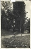 CP1134N București, Aleie din Parcul Carol, carte poștală