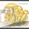 Benin 1998 Mushrooms, perf. sheet, used AB.007