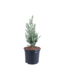 Chamaecyparis lawsoniana &#039;Columnaris&#039; &ndash; Chiparos albastru columnar, plantă la ghiveci 10 cm, Oem
