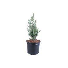 Chamaecyparis lawsoniana &#039;Columnaris&#039; &ndash; Chiparos albastru columnar, plantă la ghiveci 10 cm