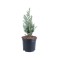 Chamaecyparis lawsoniana &#039;Columnaris&#039; &ndash; Chiparos albastru columnar, plantă la ghiveci 10 cm