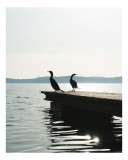 Tablou Canvas, "Cormoranii pe ponton &icirc;n lumina dimineții", Apa, Liniște, Reflecție, Siluete, Ponton, Cormorani, Orizont, Natură., 26 x 39 cm, CMCLASS