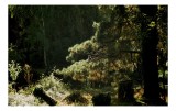 Tablou Canvas, "Ecou de lumină &icirc;n pădurea tainică", Nu pot spune cine este &icirc;n imagine, dar pot oferi o descriere a scenei: Pădure, Copac, Lumină, Umbr