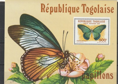 Fluturi ,colita ,Togo. foto