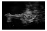 Tablou Canvas, "Crocodilul tăcut &icirc;n &icirc;ntuneric profund", Crocodil, Apă, Reflecții, Umbre, Mister, Natură, Noapte, Prădător., 39 x 26 cm, CMCLASS