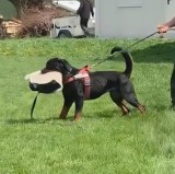 Rottweileri dresați pentru obediență și pază