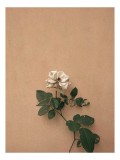 Tablou Canvas Trandafir Ofilit pe Fundal Simplu - Artă Florală Minimalistă, 26 x 39 cm, CMCLASS