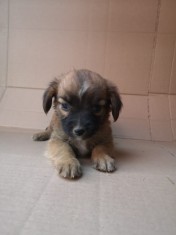 7 pui caine metis 2 luni foto