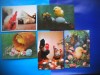 HOPCT LOT NR 1022 PASARI DOMESTICE -FAUNA -5 CARTI POSTALE-NECIRCULATE, Circulata, Printata