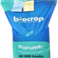 Seminte Porumb Norico FAO 240 sac 80 000