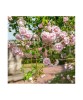 Planta Rosa White New Dawn P9, trandafir, ghiveci 9cm, Oem