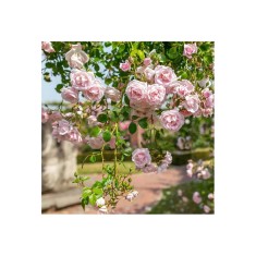 Planta Rosa White New Dawn P9, trandafir, ghiveci 9cm