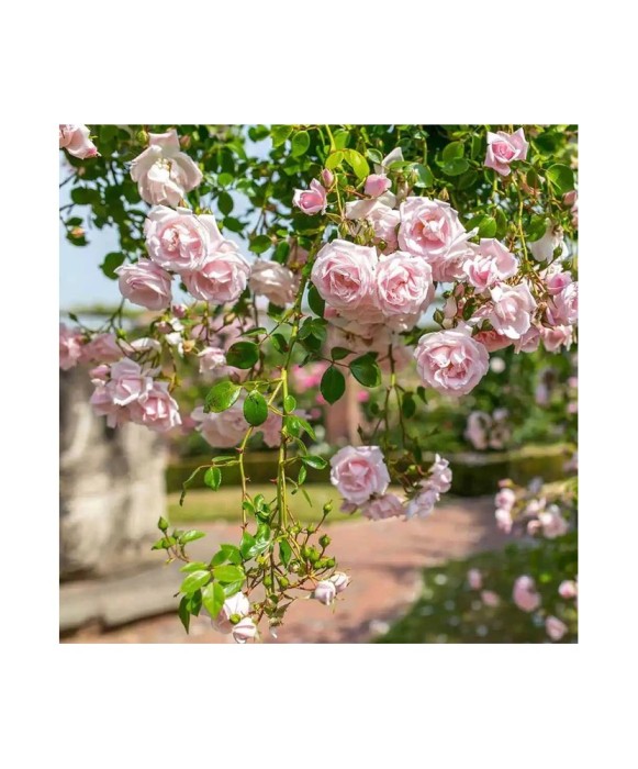 Planta Rosa White New Dawn P9, trandafir, ghiveci 9cm