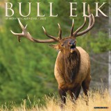 Bull Elk 2023 Wall Calendar