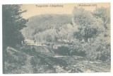 5710 - TARGOVISTE, Dambovita, forest landscape, Romania - old postcard - unused