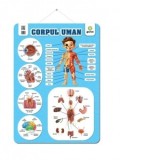 Corpul uman. Postere educative