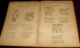 Revista copiilor si tinerimei Nr 13/1921, BD benzi desenate V.I. Popa, Iordache