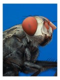 Tablou Canvas, "Musca sub cerul albastru intens", Ochi, Roșii, Textură, Metalic, Detaliat, Contrast, Insectă, Macro, Natură, 26 x 39 cm, CMCLASS