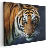 Tablou tigru siberian Tablou canvas pe panza CU RAMA 40x60 cm
